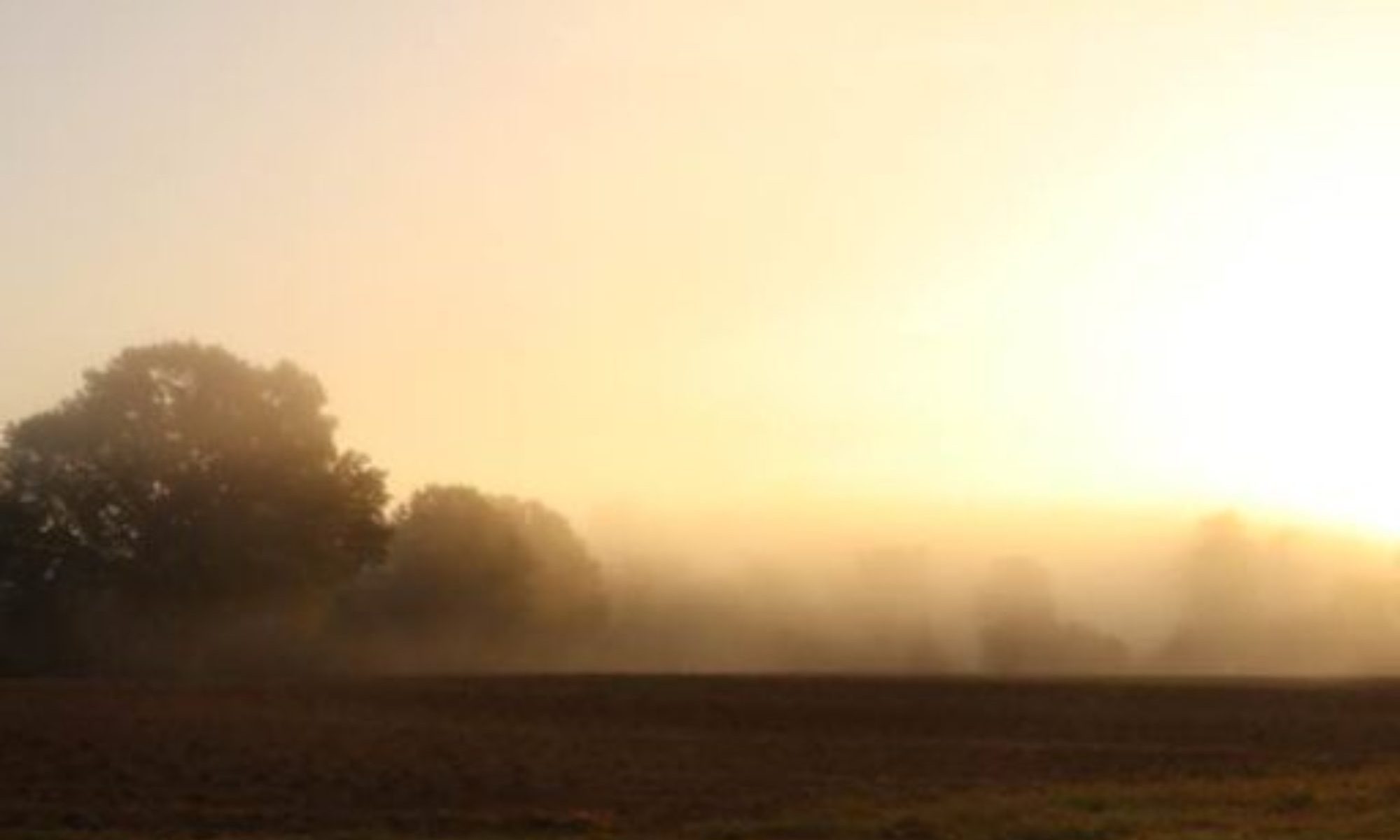 A misty sunrise over a quiet field with trees in the distance.