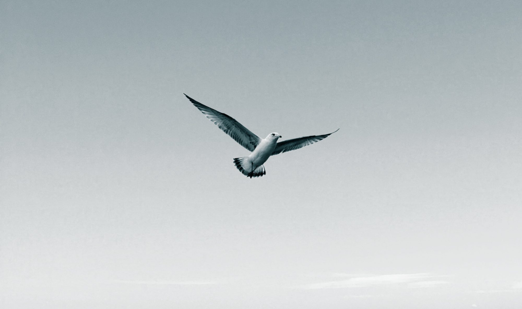 A seagull soaring gracefully in a clear sky.